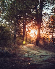 Paisaje vespertino con luz de atardecer entre altos árboles al lado de un camino